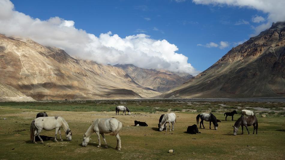 Beautiful, cute and colorful horses in the beautiful and colorful Spiti, Himachal, India