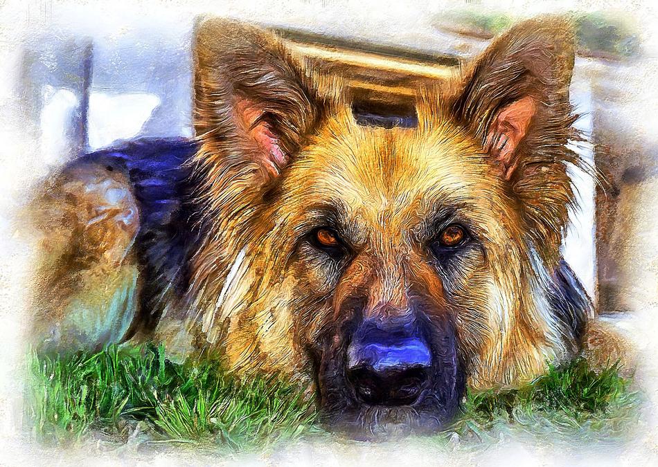 dog shepherd drawing