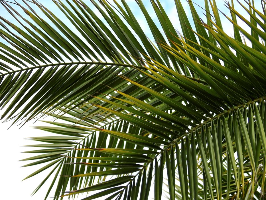 photo of caribbean palm branches