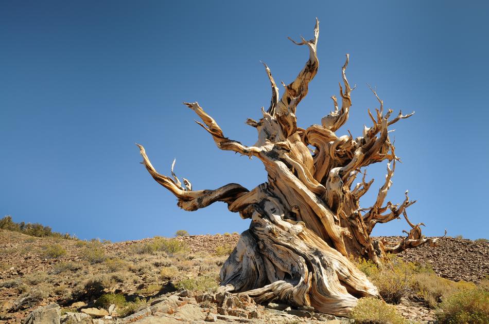 Beautiful, old ancient pine on the White Mountains, California, USA, at blue sky on background