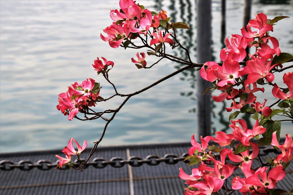 Flower Magnolia Nature and water