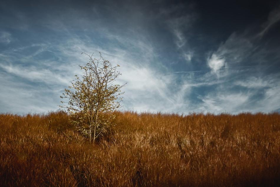 Beautiful landscape with the tree on the orange field in the evening, at blue sky with white clouds on background