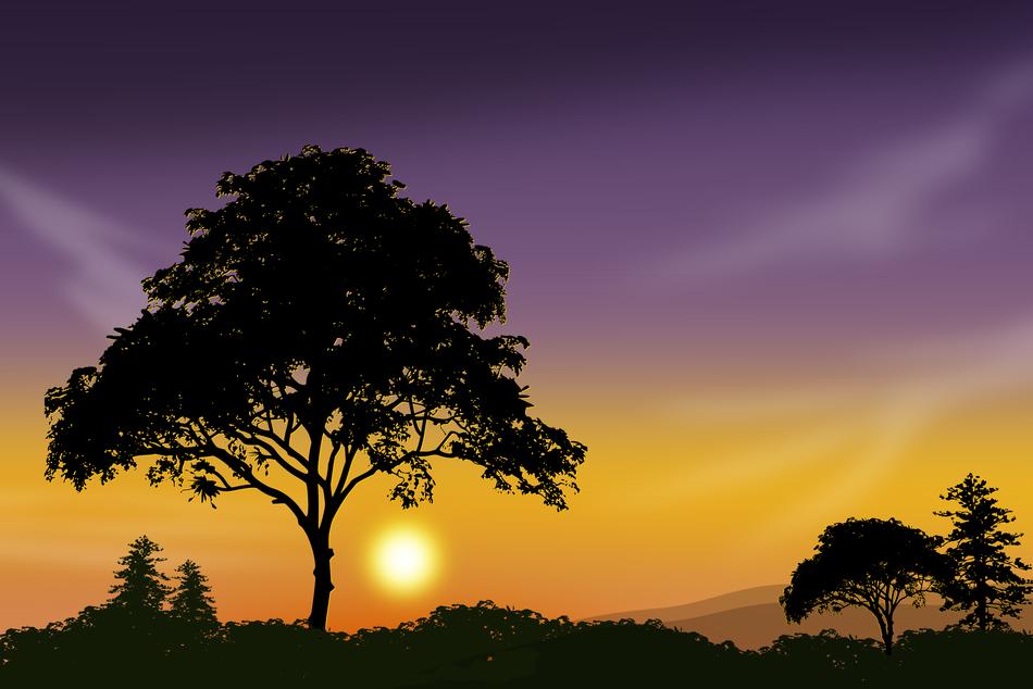 silhouettes of trees against the sky at sunset
