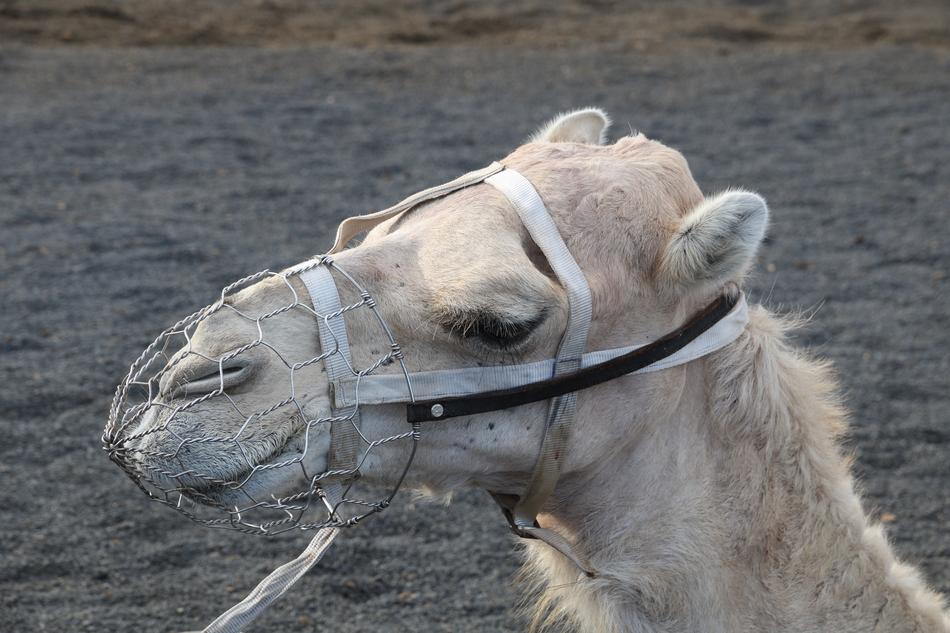 photo of a camel in the Canary Islands