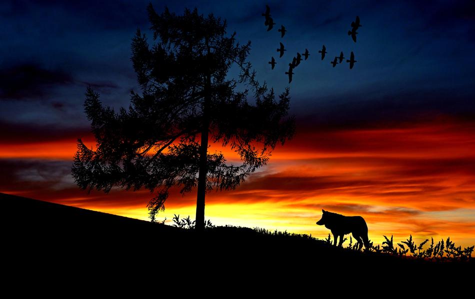 Wolf tree red Sunset