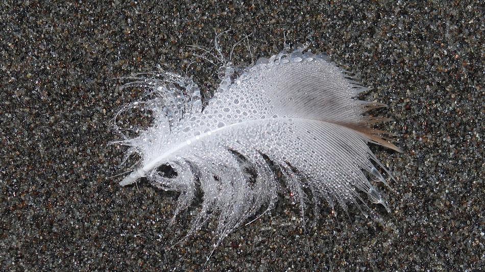 Cloe-up of the white, grey and brown feather, on the beach, in the water