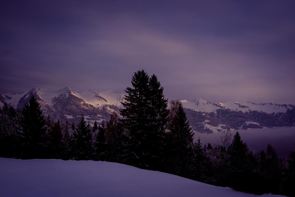 Landscape of Winter trees at dusk