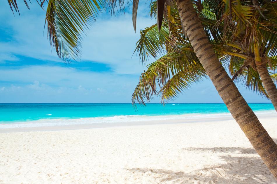 Beach Beautiful sand and palm
