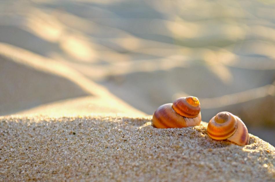 Beach Sand snail