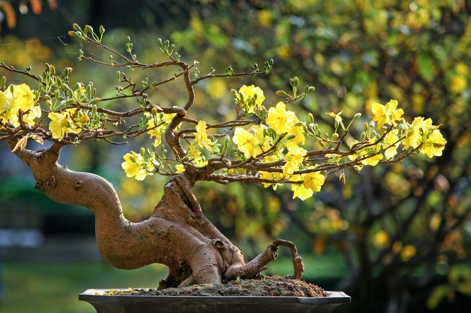 Beautiful and colorful plants in the garden, in light, on the Vietnamese Tet