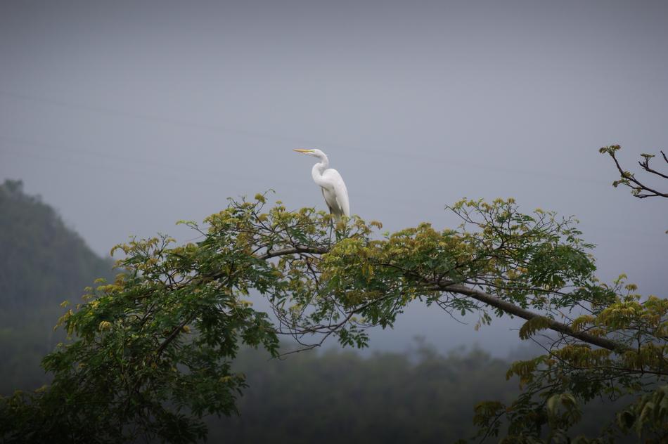 Sky Tree white bird
