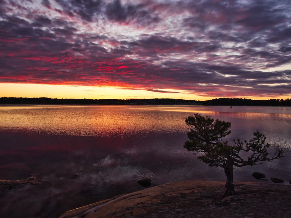 Sea Landscape Water tree