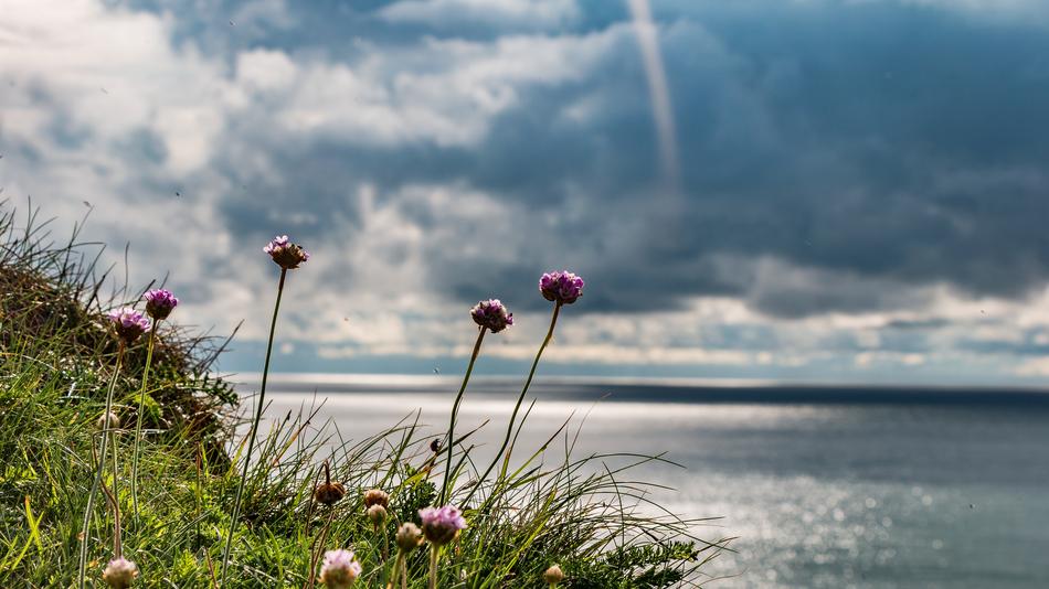 blooming wild flowers on a cliff by the sea