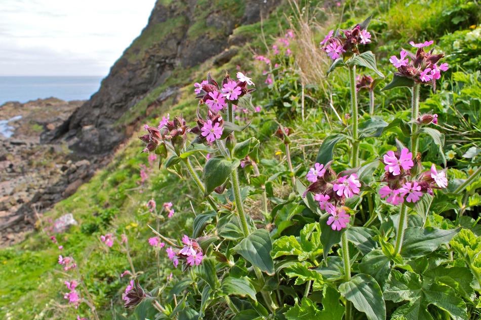 flowers in the mountains of edinburgh