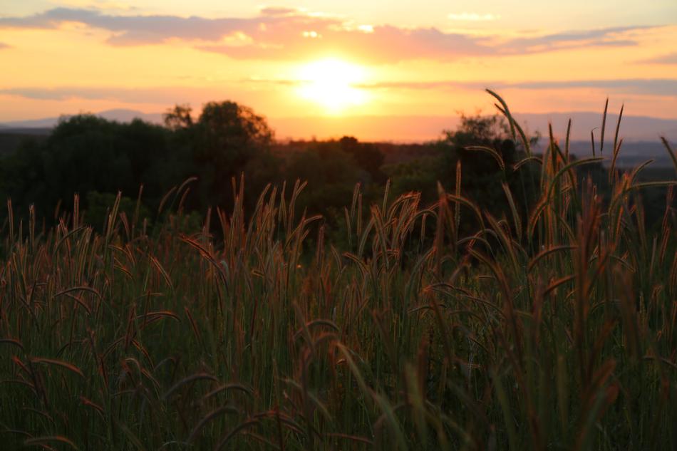 Colorful grass at beautiful and colorful sunset