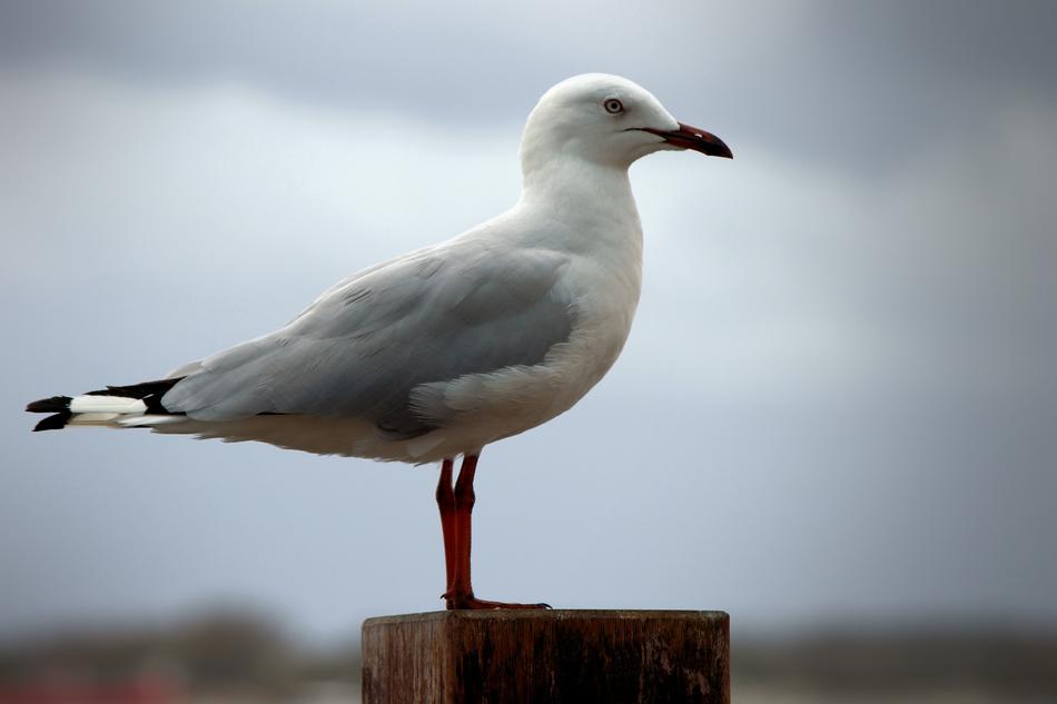 Seagull Sentinel Guarding bird