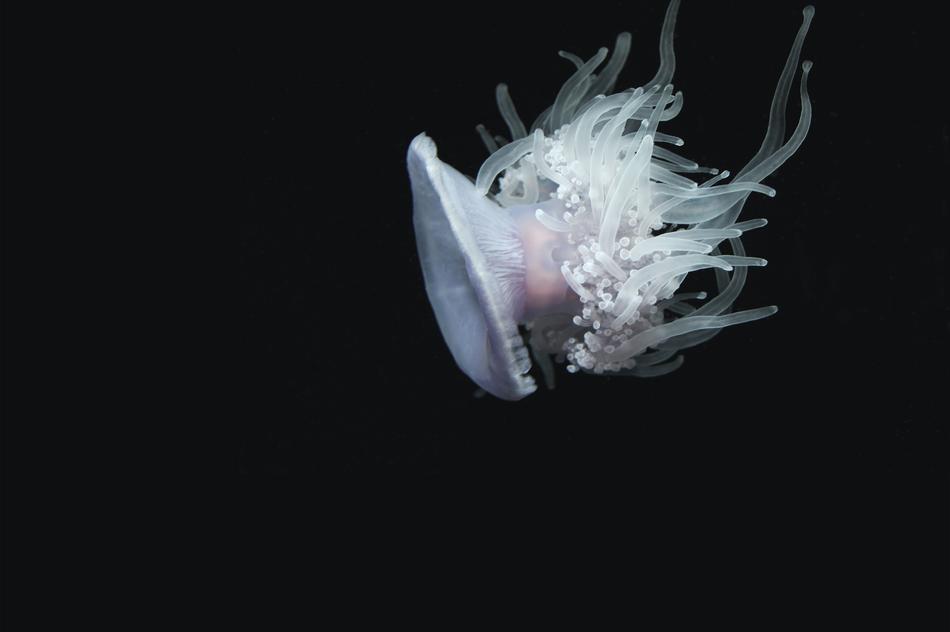 floating sea jellyfish on black background