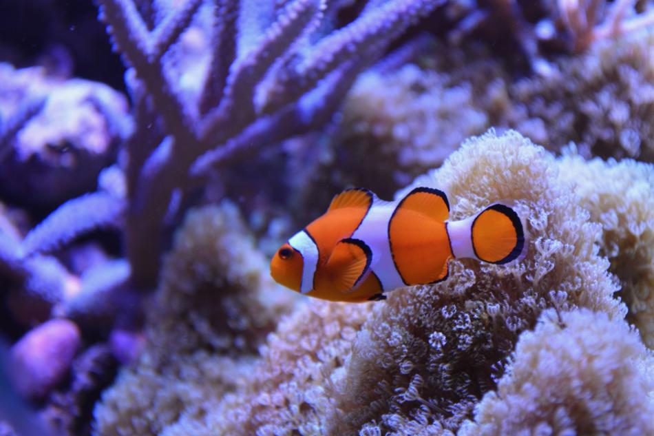 Beautiful, orange and white clown fish, among the colorful corals in the sea