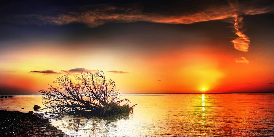 Beautiful Moens Klint with the tree on the shore, at colorful sunset, in Denmark