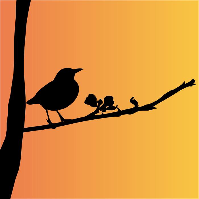 blackbird orange background