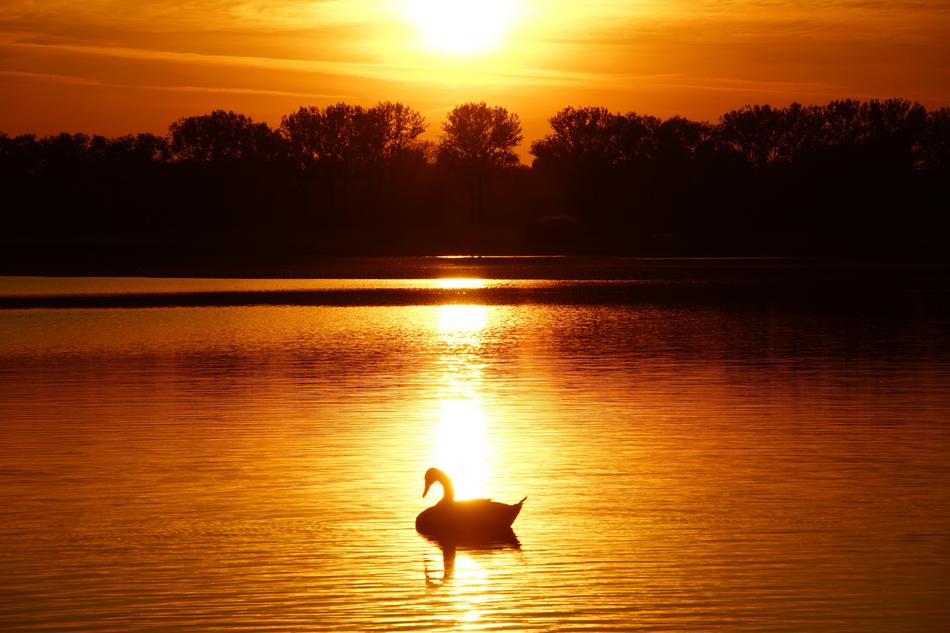 swan on the lake at dusk at night