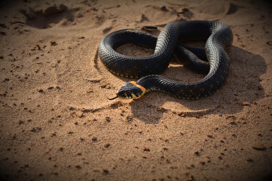 Close-up of the colorful snake, with the tongue out, on the sand, in light
