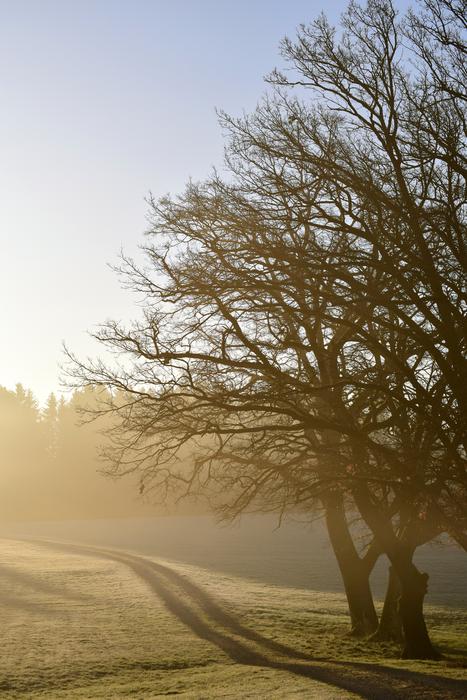 tree near the road in the fog in the morning