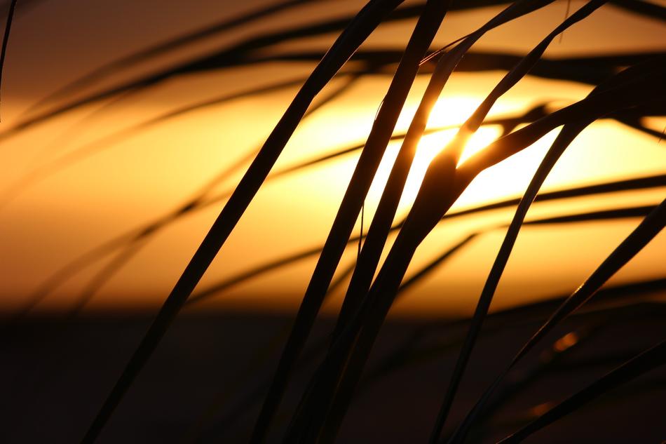 Sunset Palm leaves