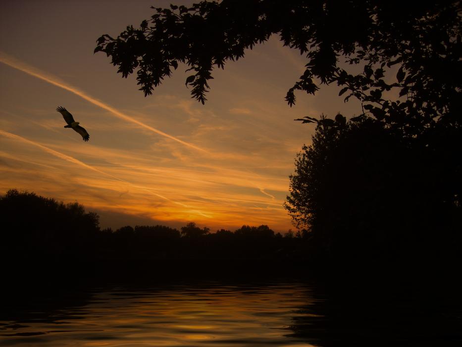 silhouette of a bird flying over the lake at night
