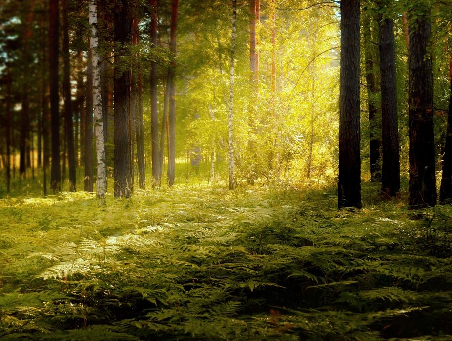 green fern in the forest in the sun