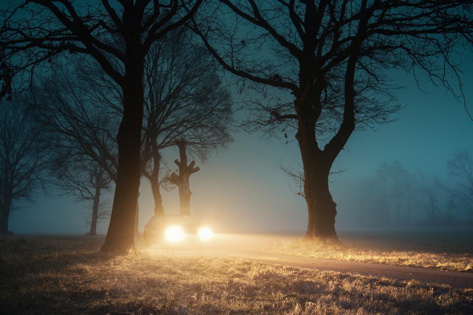 Fog Tree auto light