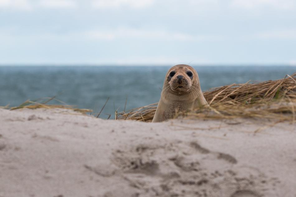 Robbe Grey Seal and sand