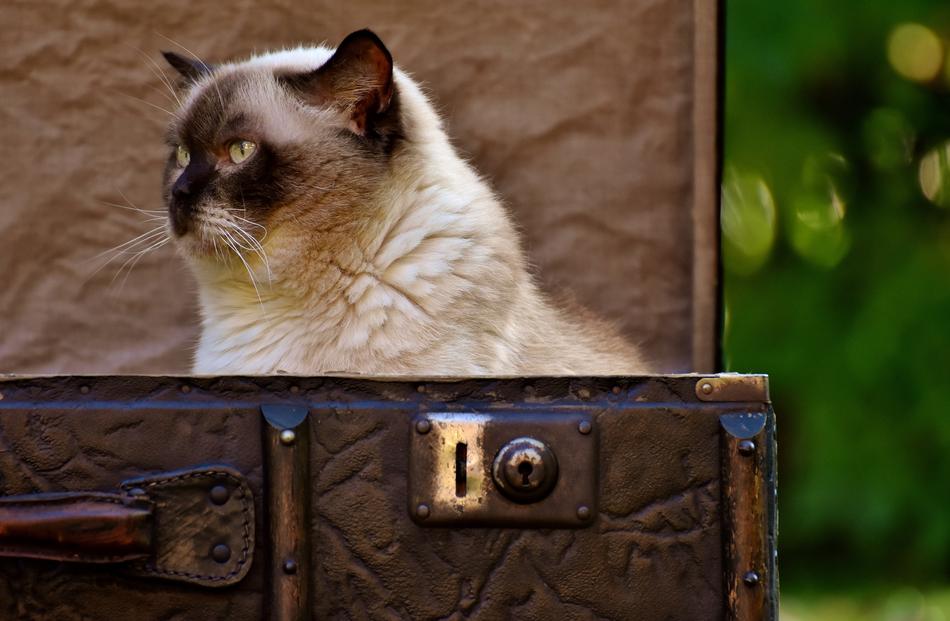 Cat British Shorthair in a suitcase at a photo shoot