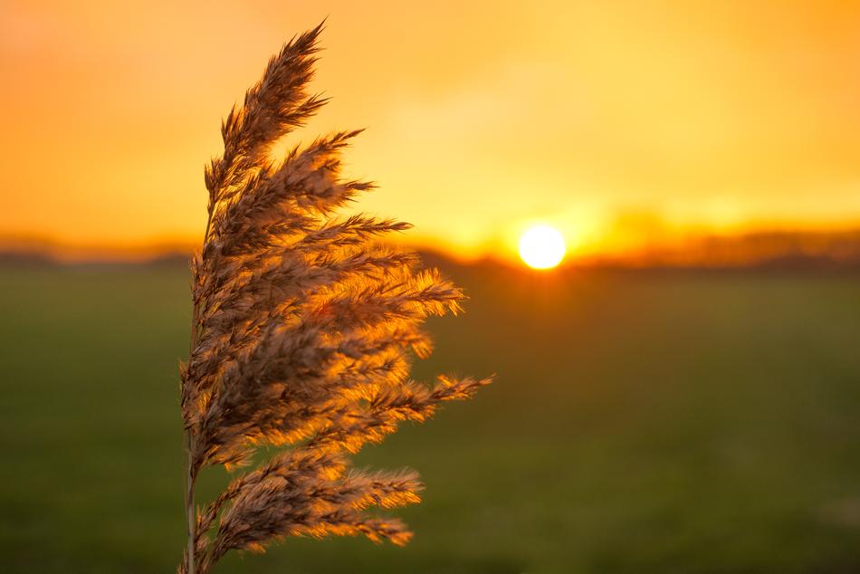 Beautiful yellow plume near the green grass with colorful sunset on horizon