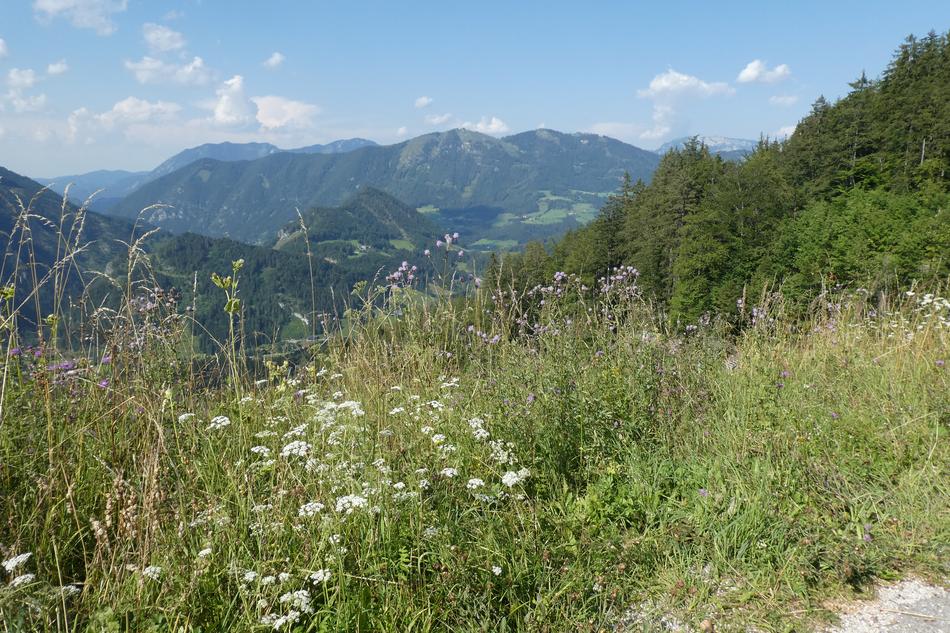 flowers and green grass in the mountains in Austria