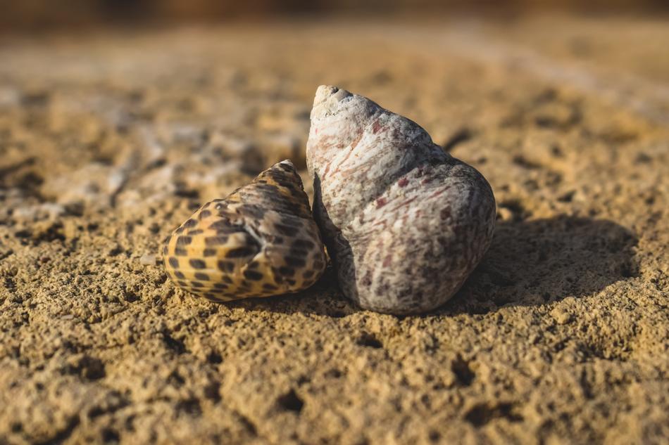 closeup view of Shells Nature Beach