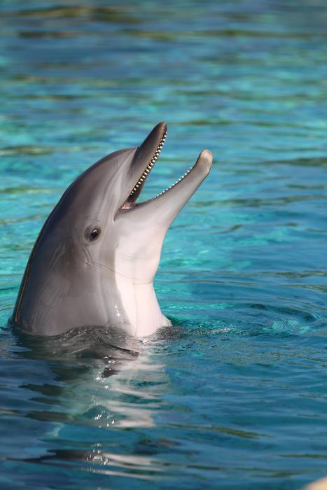 Beautiful and cute dolphin, swimming in the water with the ripple, in France