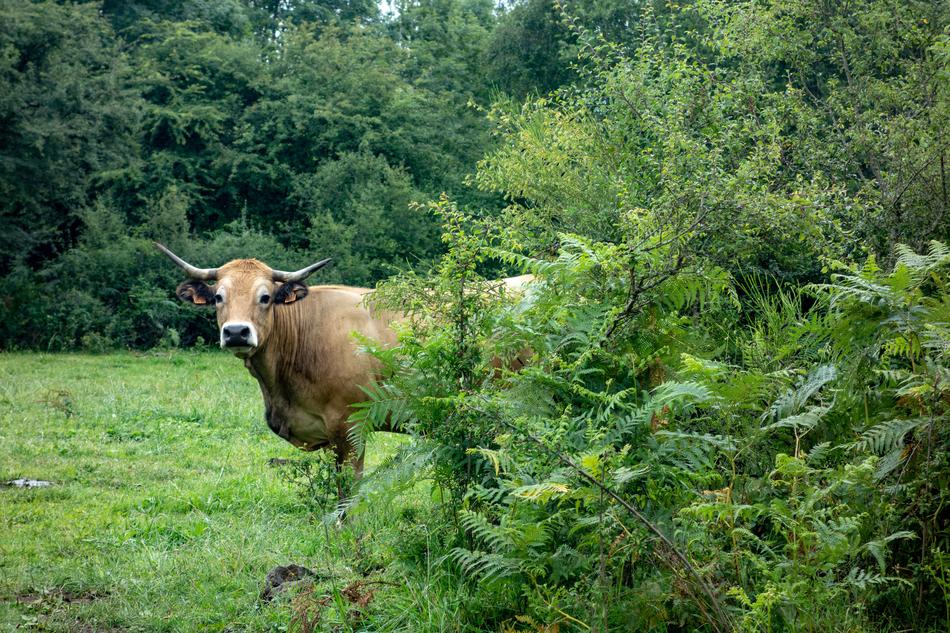 photo of cow and green tree and grass