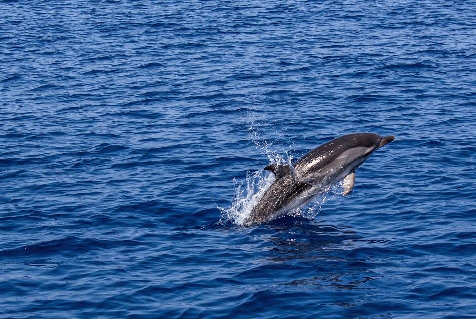 dolphin jumping in the water on a sunny day