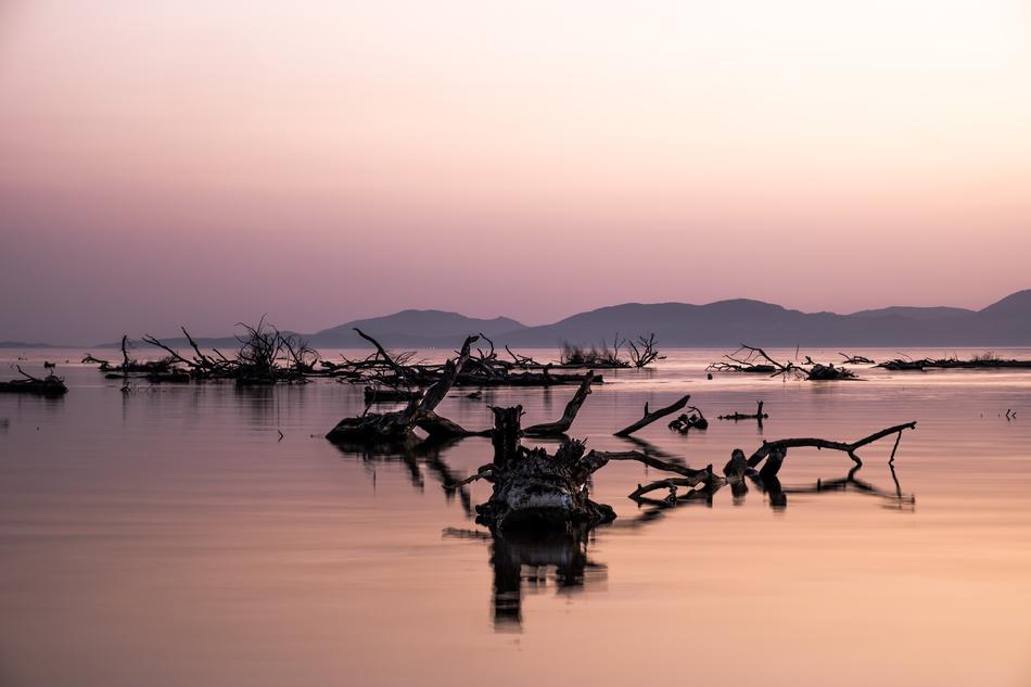 Sea Logs at Sunset