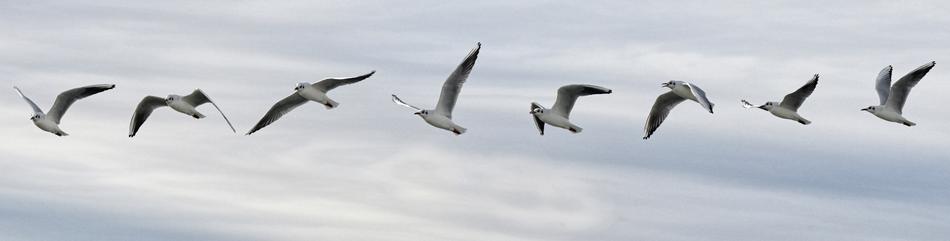 Flight Seagull banner