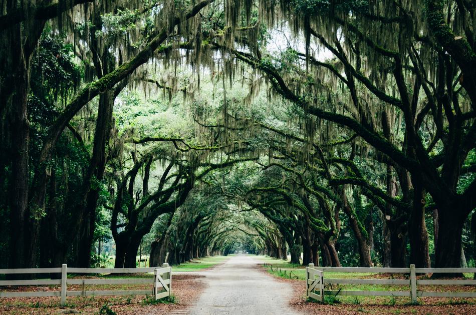 magnificent Landscape Park with large trees
