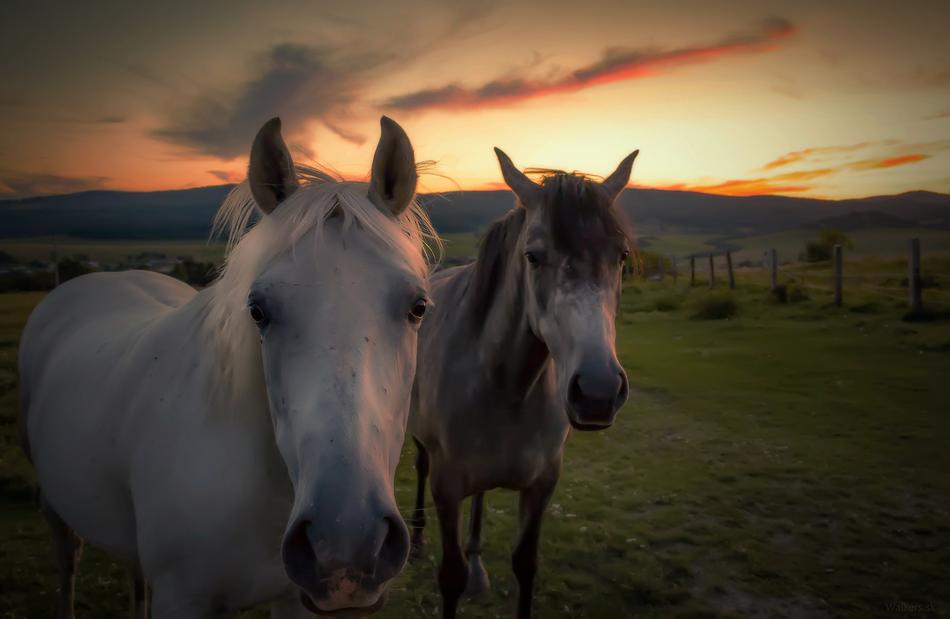 photo of Horses at Nature