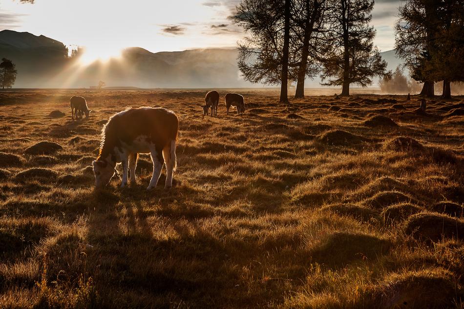 Altai cows in the pasture at sunset