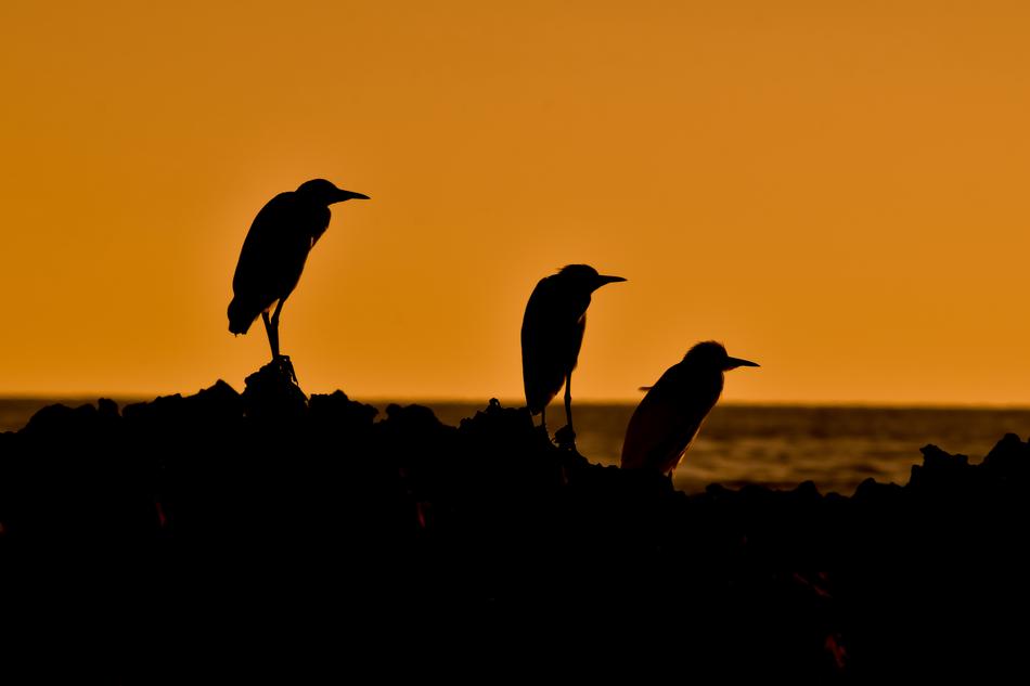 silhouettes of seabirds at orange dusk