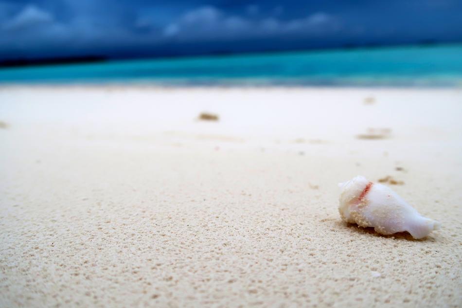 Sandy beach with the colorful creature, near the beautiful, turquoise ocean