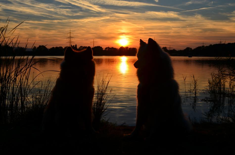 Sunset Lake cats