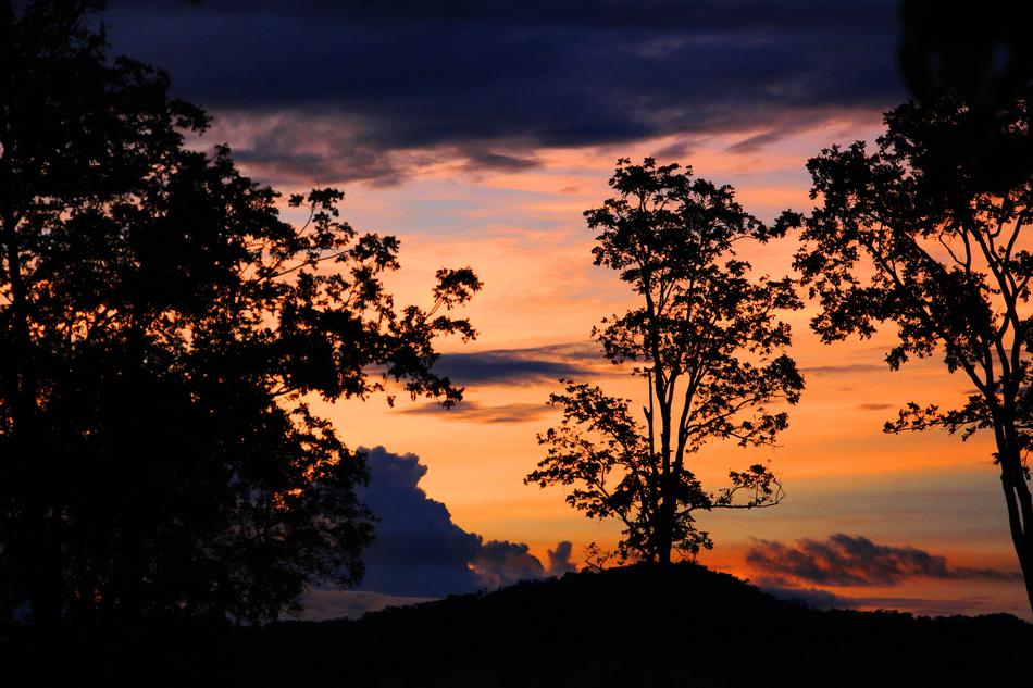 trees against the sky during sunset