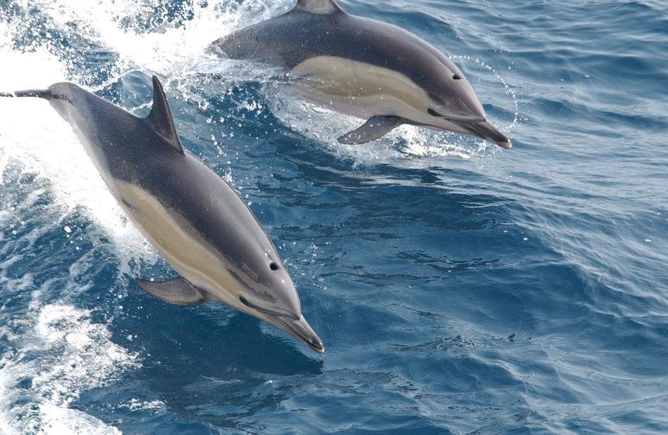 dolphins over water close up
