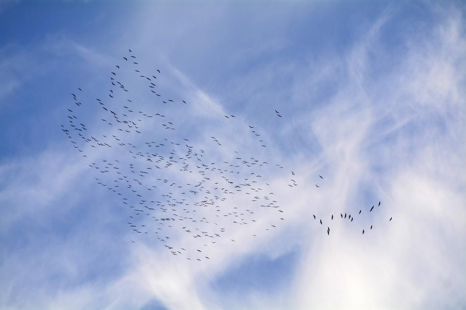 Migratory Birds blue sky